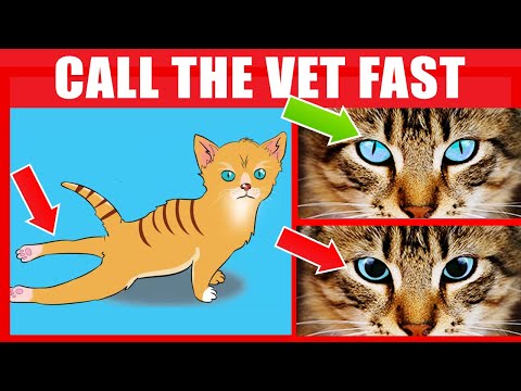 If Your Cat Does This, IMMEDIATELY Call The Vet (16 Signs Your Cat Needs Urgent Help)