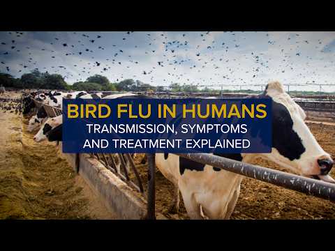 Bird Flu in Humans: Transmission, Symptoms and Treatment of Avian Influenza (H5N1)