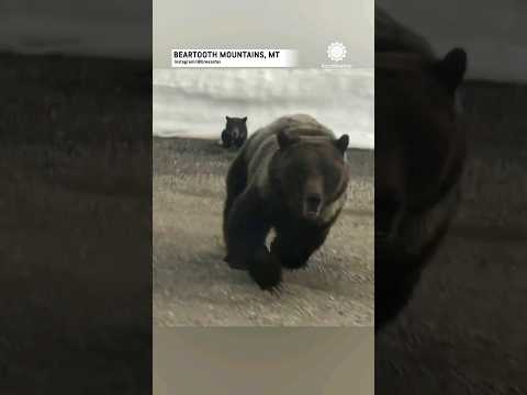 Shocking Encounter: Mama Bear Defends Cubs Against Car